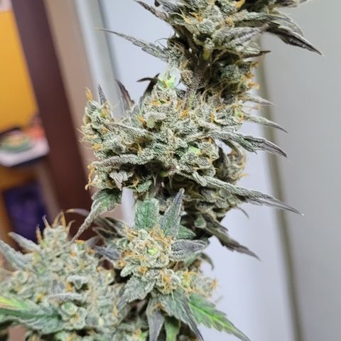 Sweet Cherry Pie growlog timeline photo