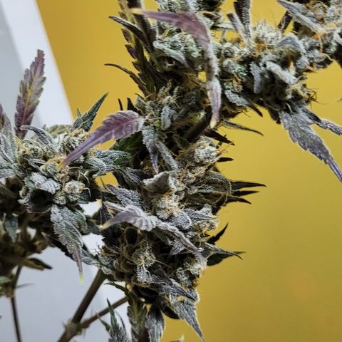 Sweet Cherry Pie growlog timeline photo