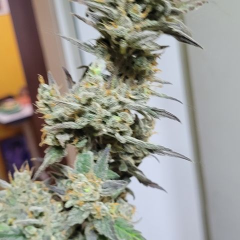 Sweet Cherry Pie growlog timeline photo