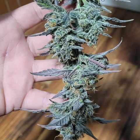 Sweet Cherry Pie growlog timeline photo