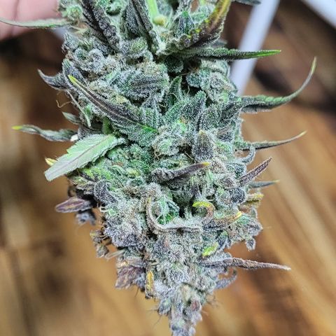 Sweet Cherry Pie growlog timeline photo