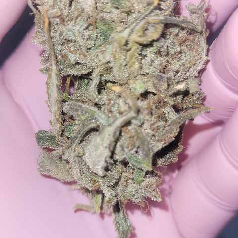 Sweet Cherry Pie growlog timeline photo
