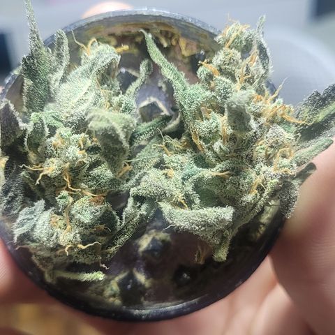 Sweet Cherry Pie growlog timeline photo