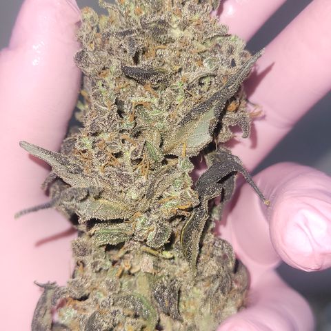 Sweet Cherry Pie growlog timeline photo
