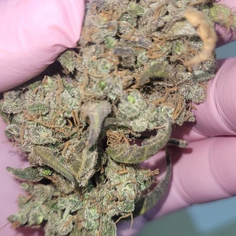 Sweet Cherry Pie growlog timeline photo