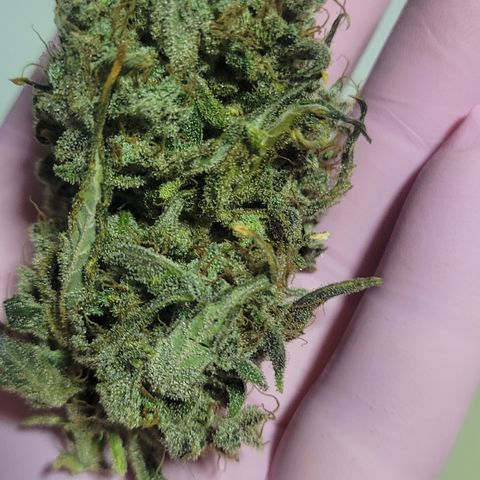 Sweet Cherry Pie growlog timeline photo