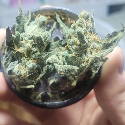 Sweet Cherry Pie growlog timeline photo