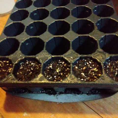 Despink growlog photo: Nacieron las otras dos, la floky mex y la shinning