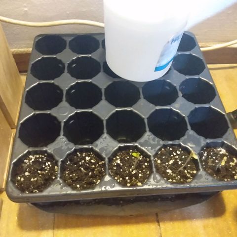 Despink growlog photo: Ya nacieron las cinco!