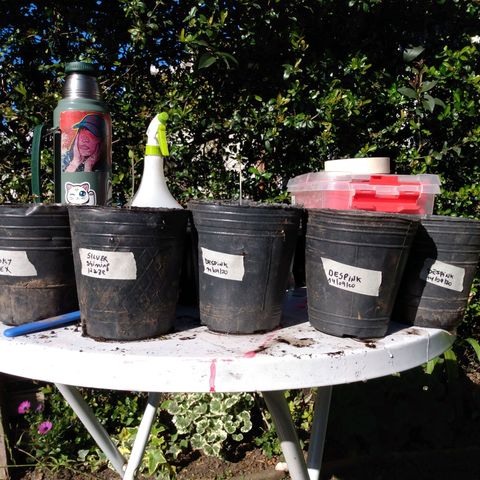 Despink growlog photo: Primer transplante