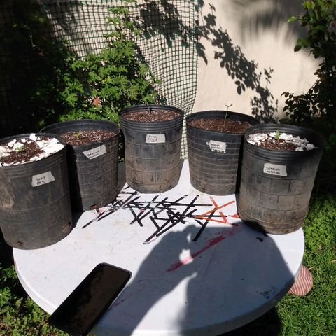 Despink growlog photo: Trasplante a cinco litros