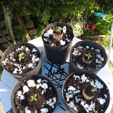 Despink growlog photo: Contencion para las cogotudas