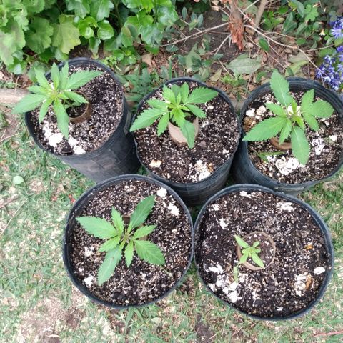Despink growlog timeline photo