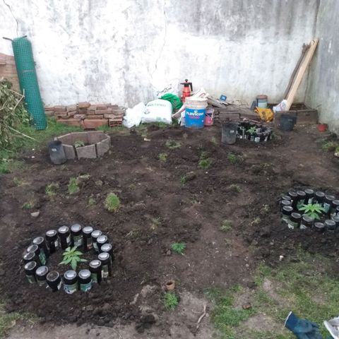 Despink growlog photo: Izquierda dos despink
Derecha abajo flokymec
Derecha arriba silver shining haze