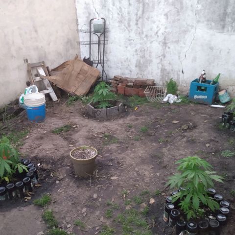 Despink growlog photo: Periodo de lluvia de dos semanas.
Caracoles invadieron todo, no se cuantos mate ya ni cuanto tire para lo del vecino