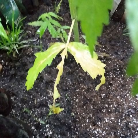 Despink growlog photo: Periodo de lluvia de dos semanas.
Caracoles invadieron todo, no se cuantos mate ya ni cuanto tire para lo del vecino