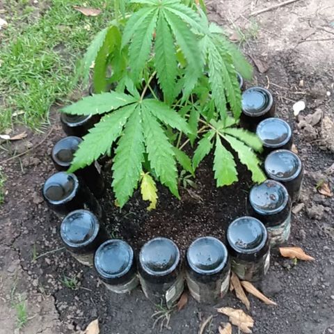 Despink growlog photo: Periodo de lluvia de dos semanas.
Caracoles invadieron todo, no se cuantos mate ya ni cuanto tire para lo del vecino