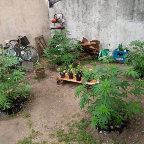 Despink growlog timeline photo
