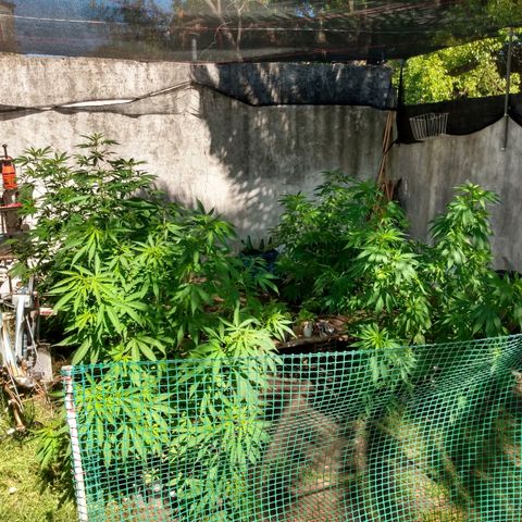 Despink growlog timeline photo