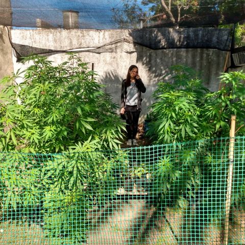 Despink growlog timeline photo