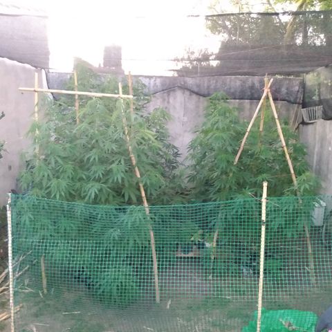 Despink growlog timeline photo