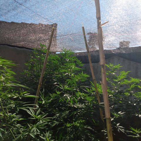Despink growlog timeline photo