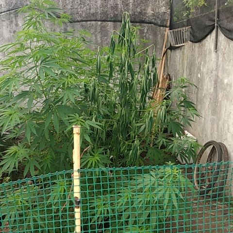 Despink growlog timeline photo