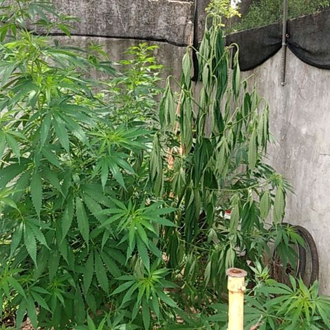 Despink growlog timeline photo