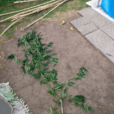Despink growlog timeline photo