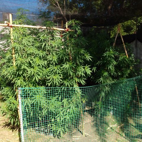 Despink growlog timeline photo