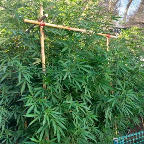 Despink growlog timeline photo