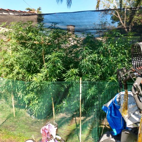 Despink growlog timeline photo