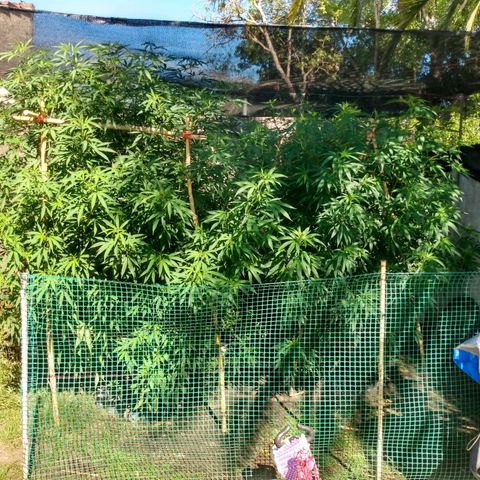 Despink growlog timeline photo
