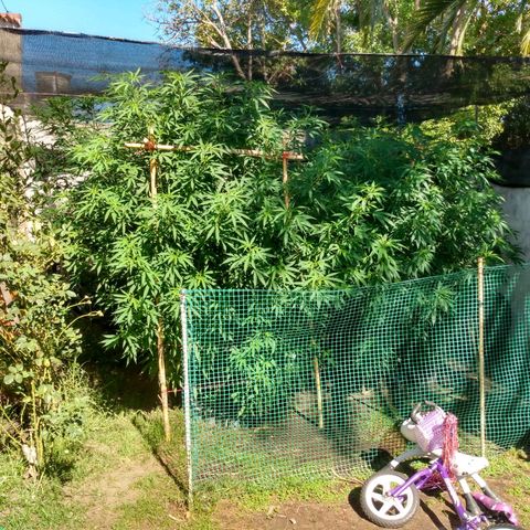 Despink growlog timeline photo