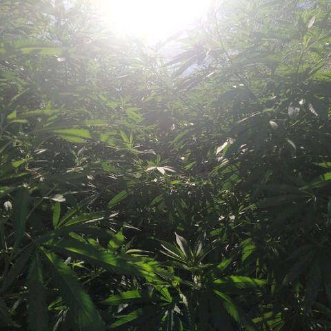 Despink growlog photo: Fuimos a buscar más cañas con Marce h y el shety.
Se llevaron un montón de esquejes jajajaja.
Es una selva