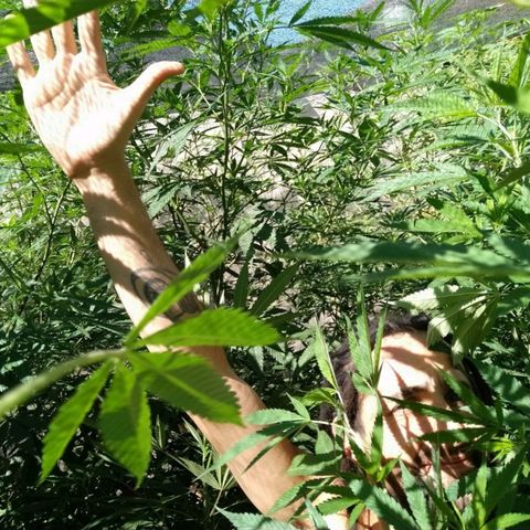 Despink growlog photo: Fuimos a buscar más cañas con Marce h y el shety.
Se llevaron un montón de esquejes jajajaja.
Es una selva