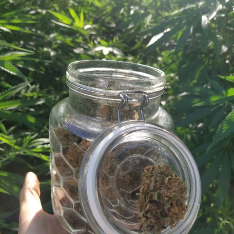 Despink growlog photo: Fuimos a buscar más cañas con Marce h y el shety.
Se llevaron un montón de esquejes jajajaja.
Es una selva