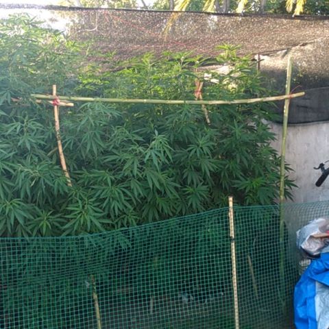 Despink growlog photo: Empecé a tutorear ya que manecio esa rama rota, espero que funcione todo bien.
Voy a dejar que la planta se acostumbre a las nuevas posiciones y recién ahí empiezo a bajar las que estén más altas