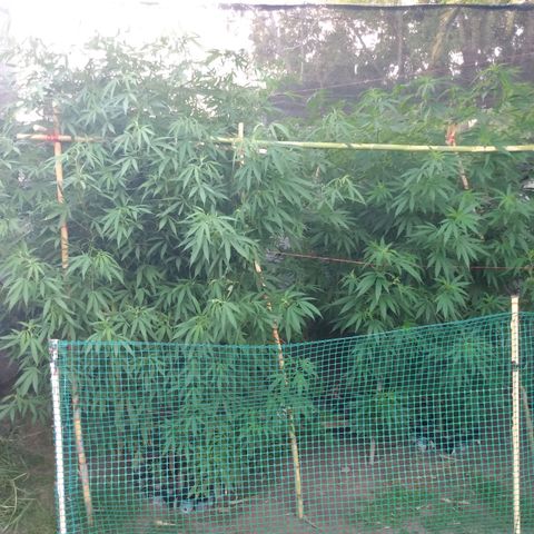 Despink growlog photo: Empecé a tutorear ya que manecio esa rama rota, espero que funcione todo bien.
Voy a dejar que la planta se acostumbre a las nuevas posiciones y recién ahí empiezo a bajar las que estén más altas