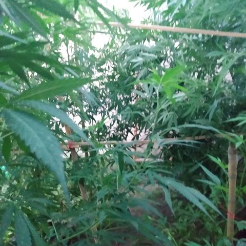 Despink growlog photo: Empecé a tutorear ya que manecio esa rama rota, espero que funcione todo bien.
Voy a dejar que la planta se acostumbre a las nuevas posiciones y recién ahí empiezo a bajar las que estén más altas
