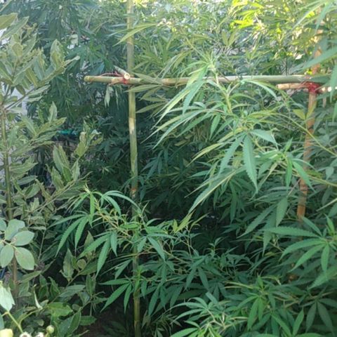 Despink growlog photo: Empecé a tutorear ya que manecio esa rama rota, espero que funcione todo bien.
Voy a dejar que la planta se acostumbre a las nuevas posiciones y recién ahí empiezo a bajar las que estén más altas