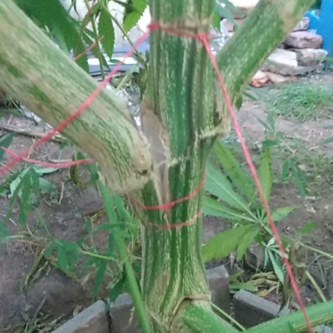 Despink growlog photo: Empecé a tutorear ya que manecio esa rama rota, espero que funcione todo bien.
Voy a dejar que la planta se acostumbre a las nuevas posiciones y recién ahí empiezo a bajar las que estén más altas