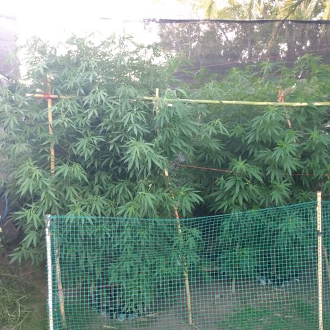 Despink growlog photo: Empecé a tutorear ya que manecio esa rama rota, espero que funcione todo bien.
Voy a dejar que la planta se acostumbre a las nuevas posiciones y recién ahí empiezo a bajar las que estén más altas