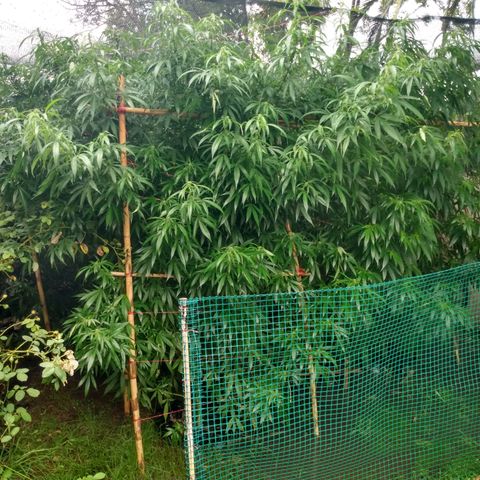 Despink growlog photo: Llueve mucho hoy