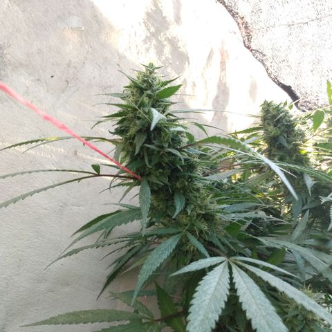 Despink growlog photo: Ya quiero podar! Creo que falta poco jejeje