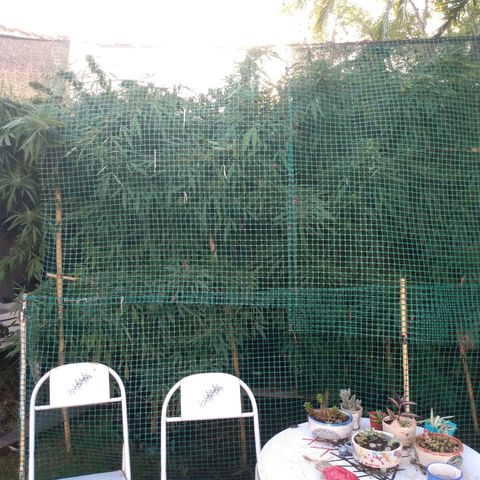 Despink growlog photo: Ya quiero podar! Creo que falta poco jejeje