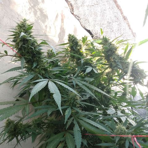 Despink growlog photo: Ya quiero podar! Creo que falta poco jejeje