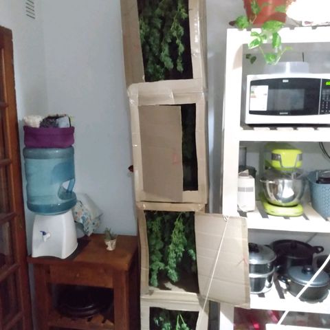 Despink growlog timeline photo