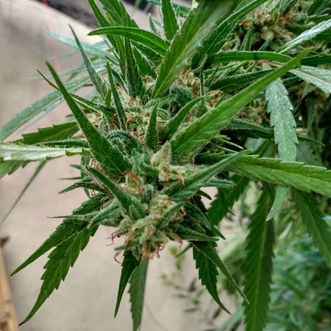 Despink growlog timeline photo