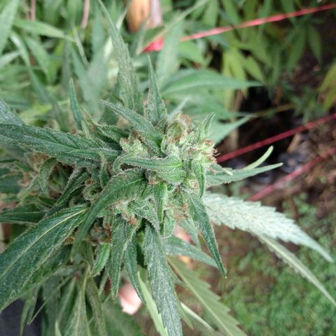 Despink growlog timeline photo